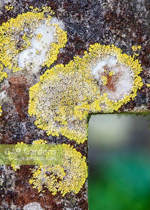 Lichen poussant sur la pierre
