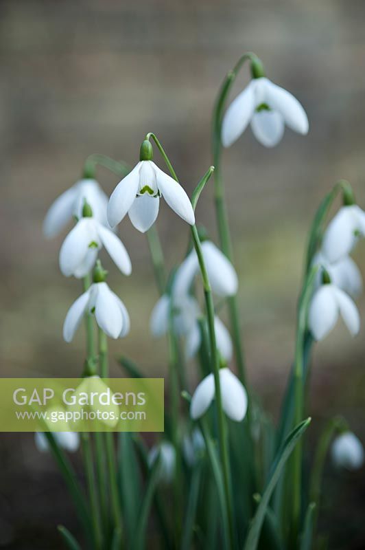 Galanthus elwesii 'Mme Macnamara'