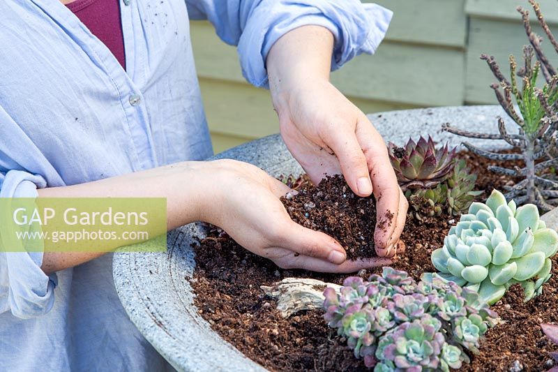 Ajouter un mélange de grains et de compost pour compléter après avoir planté des plantes succulentes