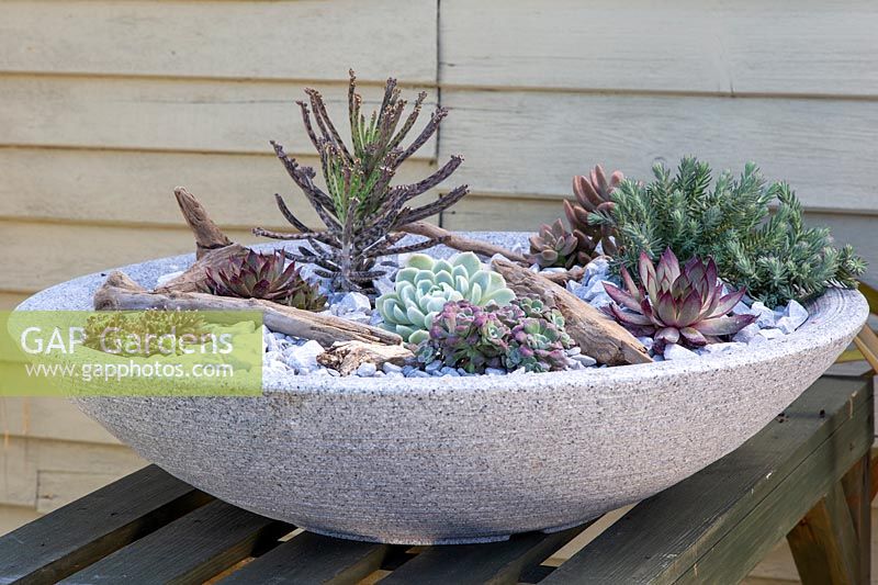 Bol peu profond planté de plantes succulentes - Sempervivum, Echeveria, Sedum et Graptopetalum.