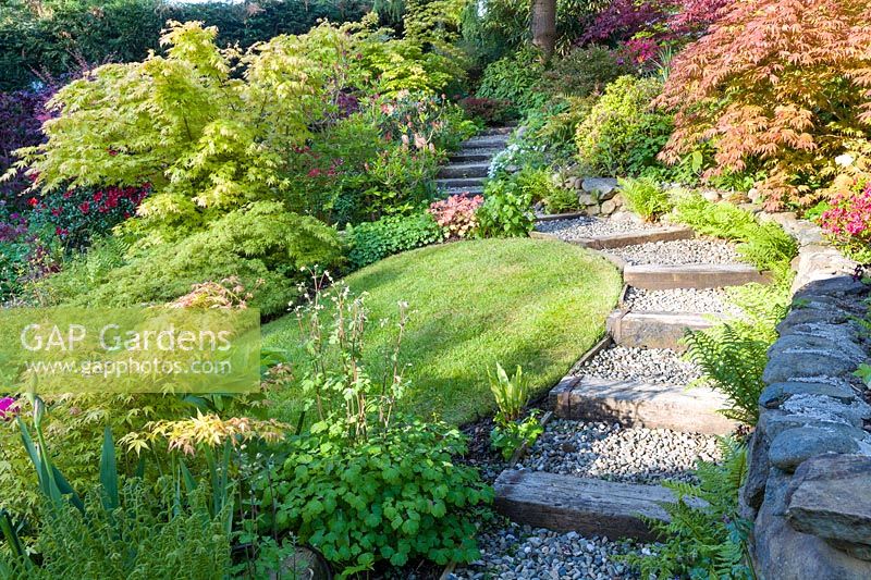 Chemin pavé avec marches intégrées menant à une section surélevée d'un jardin en pente avec Acer palmatum japonica - Acers japonais