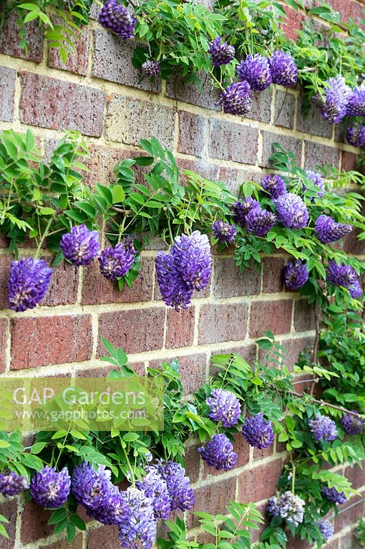 Wisteria frutescens 'Longwood Purple' - Glycine d'Amérique formée sur un mur de briques