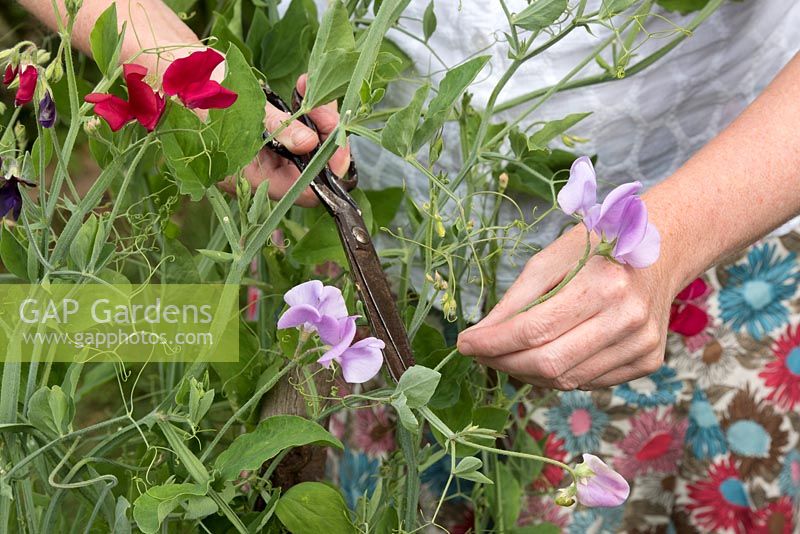 Lathyrus odoratus 'Pinkie' - Boutures de jardinier Sweet Peas