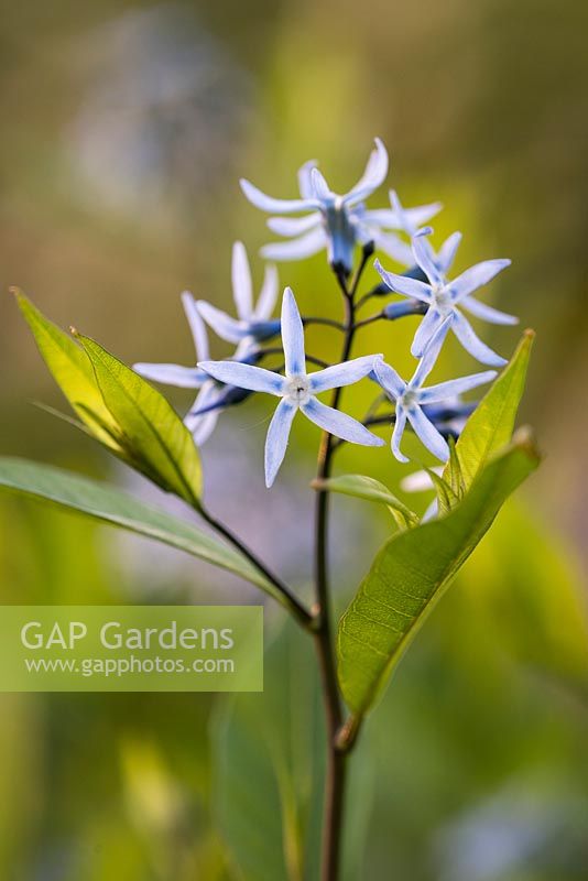 Amsonia tabernaemontana var. salicifolia - Bluestar de l'Est