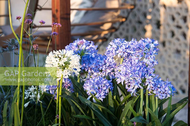 Agapanthe 'Getty White' et Verbena bonariensis avec agapanthe bleu en plastique - Un problème très moderne, RHS Hampton Court Palace Flower Show 2018