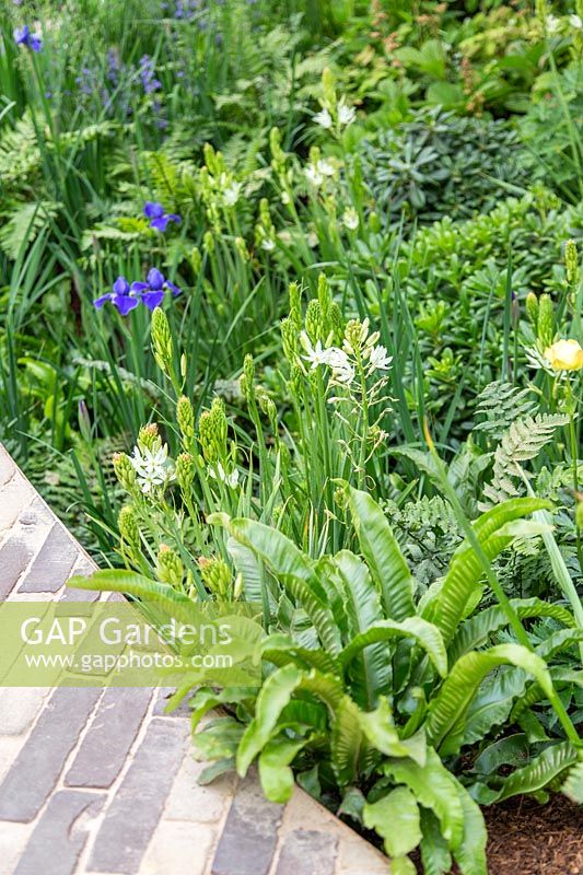 Chemin bordé d'Asplenium, de Camassia et d'Iris - RHS Feel Good Garden - Construit par Rosebank Landscaping - Sponsor: le RHS - RHS Chelsea Flower Show 2018