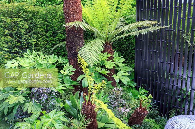 VTB Capital Garden - Spirit of Cornwall - Tree Ferns - Dicksonia antarctica 'underplanted by Fatsia japonica, Dicksonia squarrosa and Aspidistra elatior - RHS Chelsea Flower Show 2018