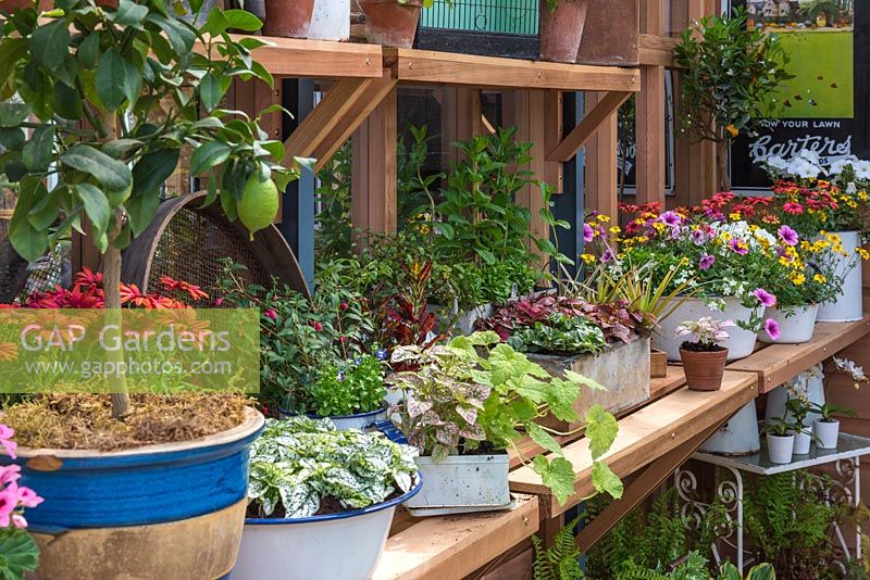 Un banc de serre coloré avec des pots d'annuelles tendres et un citronnier - RHS Chelsea Flower Show 2018