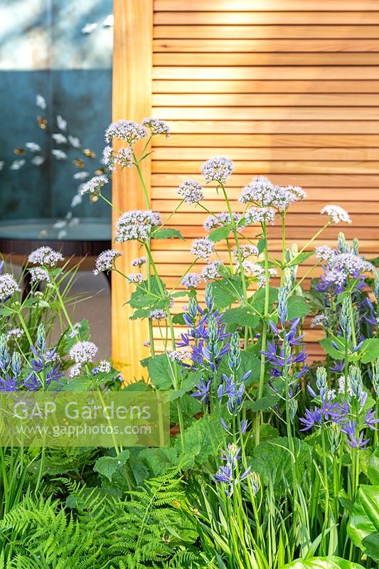 Le jardin Morgan Stanley pour le NSPCC - Plantation mixte avec Camassia et Valeriana pyrenaica - Sponsor: Morgan Stanley - RHS Chelsea Flower Show 2018