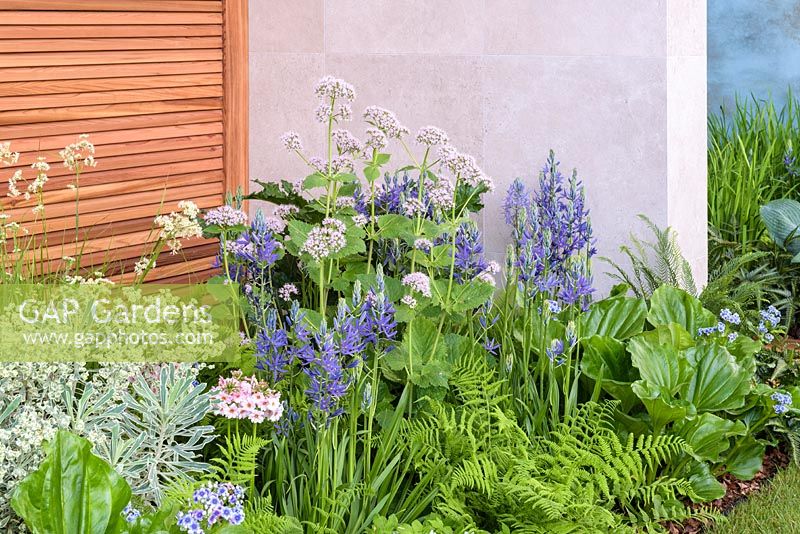 Euphorbia characias subsp. wulfenii 'White Swan', Camassia leichtlinii 'Maybelle', Primula 'Apple Blossom' et fougères - The Morgan Stanley Garden for the NSPCC - Sponsor: Morgan Stanley - RHS Chelsea Flower Show 2018