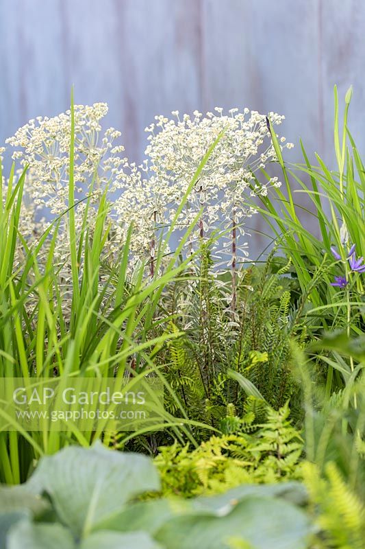 Le jardin Morgan Stanley pour la plantation mixte NSPCC, y compris Euphorbia 'Silver Swan' - Parrain: Morgan Stanley - RHS Chelsea Flower Show 2018