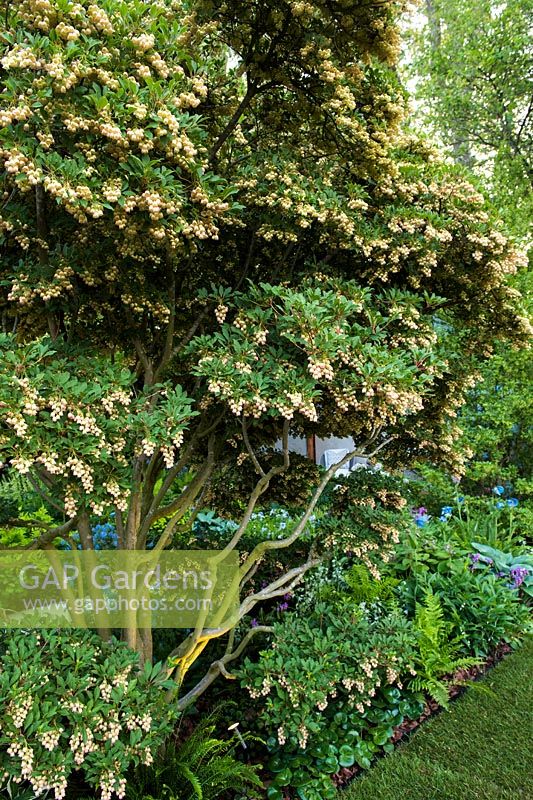 Le Morgan Stanley Garden pour le NSPCC - Enkianthus campanulatus - Sponsor: Morgan Stanley - RHS Chelsea Flower Show 2018