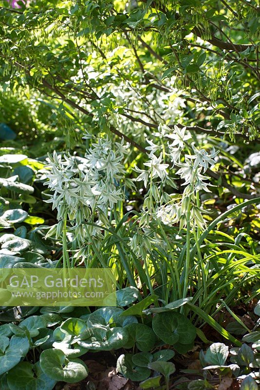 Ornithogalum nutans - Le jardin Morgan Stanley pour le NSPCC - Sponsor: Morgan Stanley - RHS Chelsea Flower Show 2018