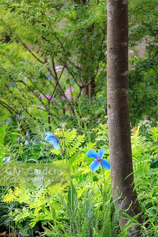 Meilleur jardin d'exposition - Le jardin Morgan Stanley pour le NSPCC - Meconopsis - Pavot bleu de l'Himalaya et Royal Fern Osmunda regalis - Sponsor: Morgan Stanley - RHS Chelsea Flower Show 2018