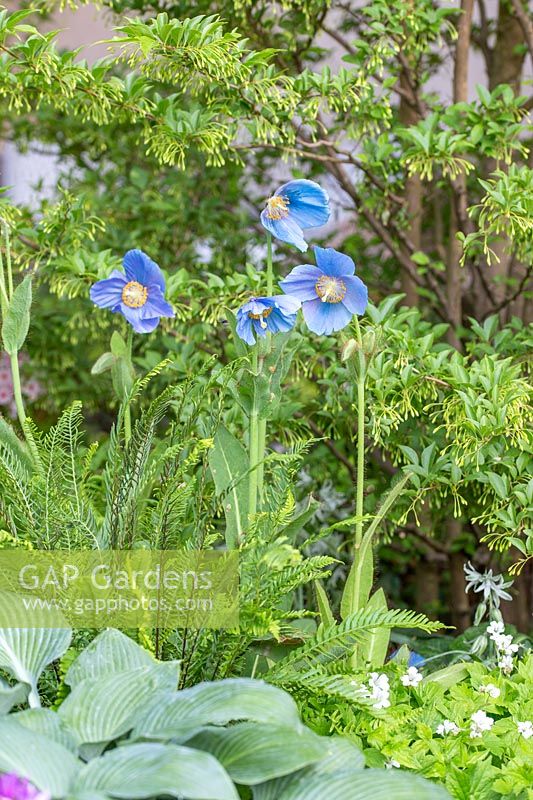 Le jardin Morgan Stanley pour le NSPCC - Meconopsis, Hosta et Ferns - Sponsor: Morgan Stanley - RHS Chelsea Flower Show 2018