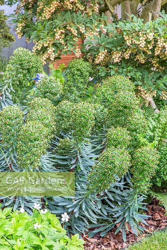 Le jardin Morgan Stanley pour le NSPCC - Enkianthus campanulatus et Euphorbia characias 'Black Pearl' - Sponsor: Morgan Stanley - RHS Chelsea Flower Show 2018