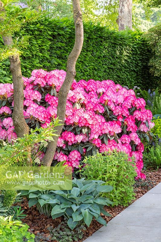 Le jardin Morgan Stanley pour le NSPCC - Rhododendron et Hosta - Sponsor: Morgan Stanley - RHS Chelsea Flower Show 2018