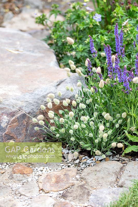 Lagurus avatus et Salvia, The Wedgwood Garden, RHS Chelsea Flower Show, 2018. Parrain: Wedgwood