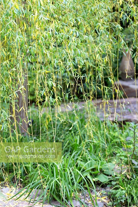 Salix alba 'Tristis' - Saule pleureur, The Wedgwood Garden, RHS Chelsea Flower Show, 2018. Sponsor: Wedgwood