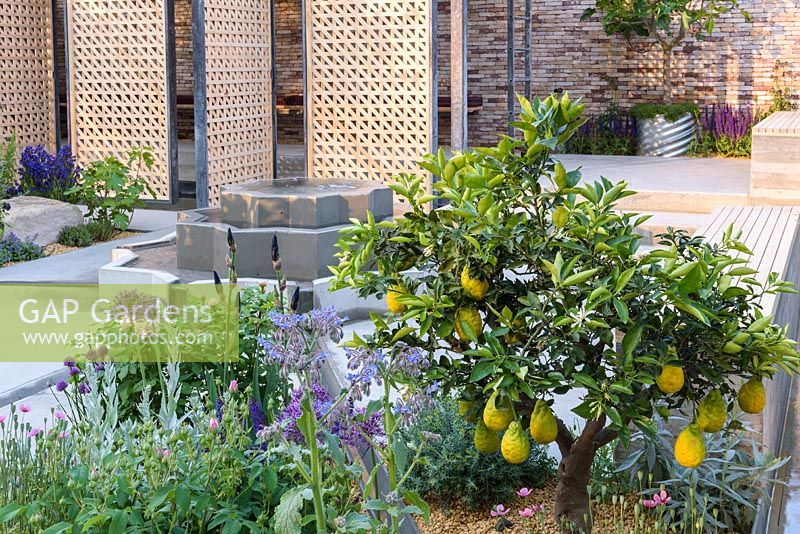 Fruitier Citronnier - Citrus x limon 'Improved Meyer' - dans le jardin d'exposition. Le Lemon Tree Trust Garden, sponsor: Lemon Tree Trust, RHS Chelsea Flower Show, 2018.