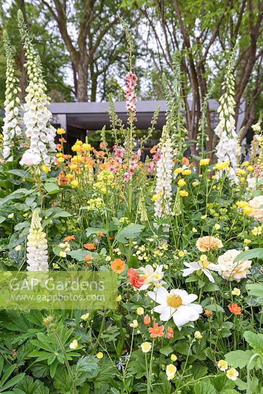 Lupinus, Digitalis et Geum. The LG Eco-City Garden, RHS Chelsea Flower Show, 2018. Sponsor: LG Electronics