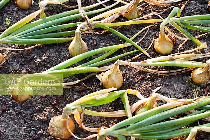 Allium cepa - Oignons prêts à être récoltés avec des sommets tombés