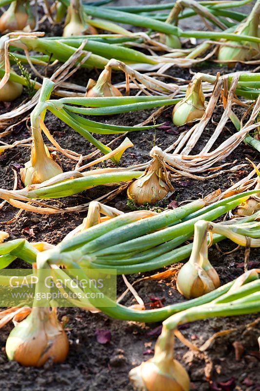 Allium cepa - Oignons prêts à être récoltés avec des sommets tombés