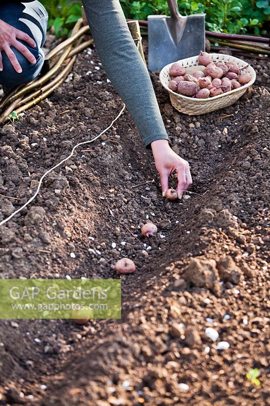 Femme plantant des pommes de terre de semence dans une tranchée.