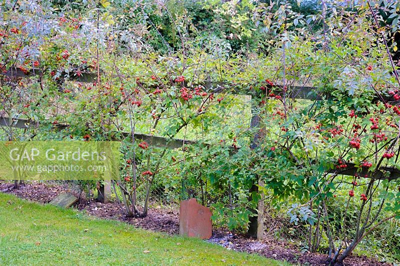 Clôture plantée de Rosa glauca et de clématite. Les carreaux de terre cuite sont placés sur les racines des clématites pour les garder au frais.
