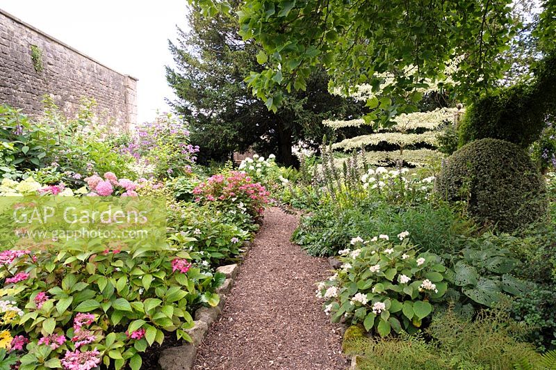 Jardin boisé avec hortensias, Cornus controversa 'Variegata', hostas et fougères.