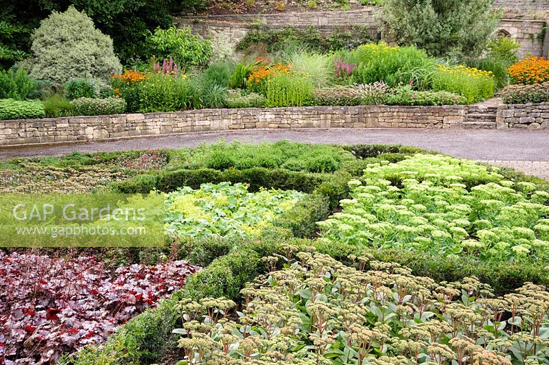 Jardin de noeuds de petites haies d'ifs avec sedums, heuchera et Alchemilla mollis, Wiltshire, England, UK