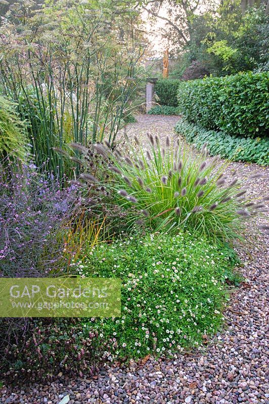 Le jardin de gravier à côté de la promenade comprend une plantation mixte d'herbes, de vivaces herbacées et d'arbustes - Shropshire, Royaume-Uni