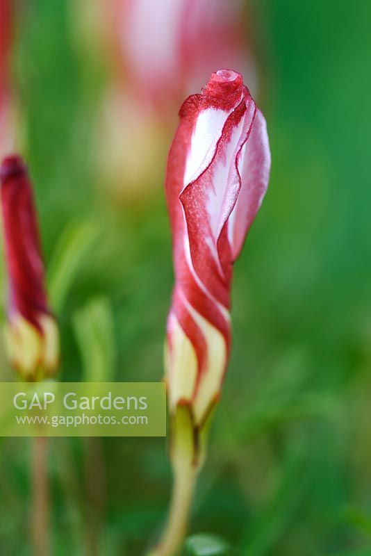 Oxalis versicolor - oseille de bois à fleurs rayées