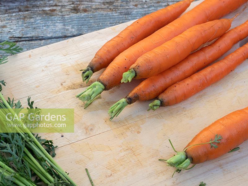 Enlever le feuillage des carottes récoltées lavées