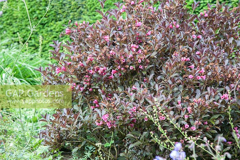 Weigela florida 'Foliis purpureis' poussant en parterre de fleurs mixtes