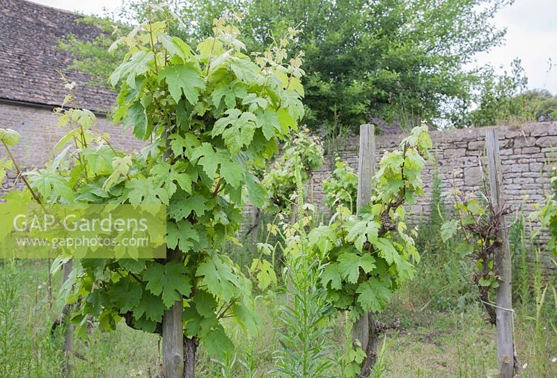 Petit vignoble, planté de Vitis 'Madeleine Angevine', dans un jardin médiéval reconstruit Le manoir Prebendal