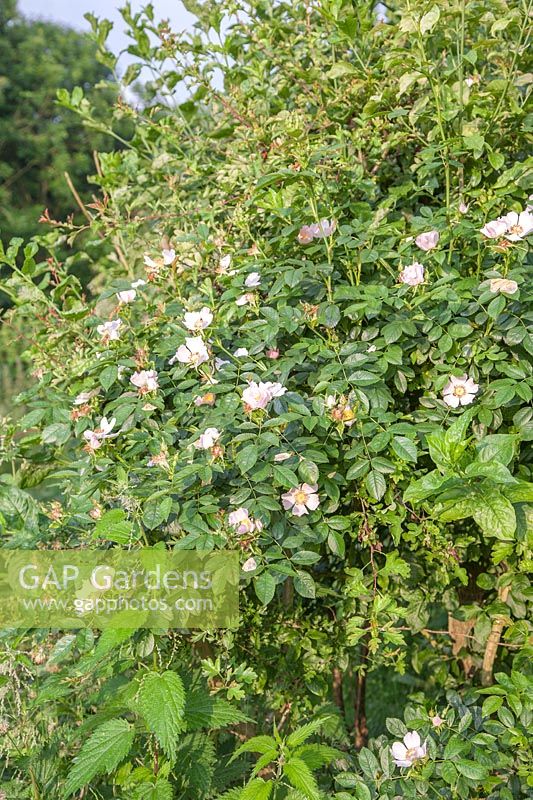 Rosa canina rose pâle et Lonicera periclymenum poussant à travers un néflier dans un jardin médiéval reconstruit Le Manoir Prebendal