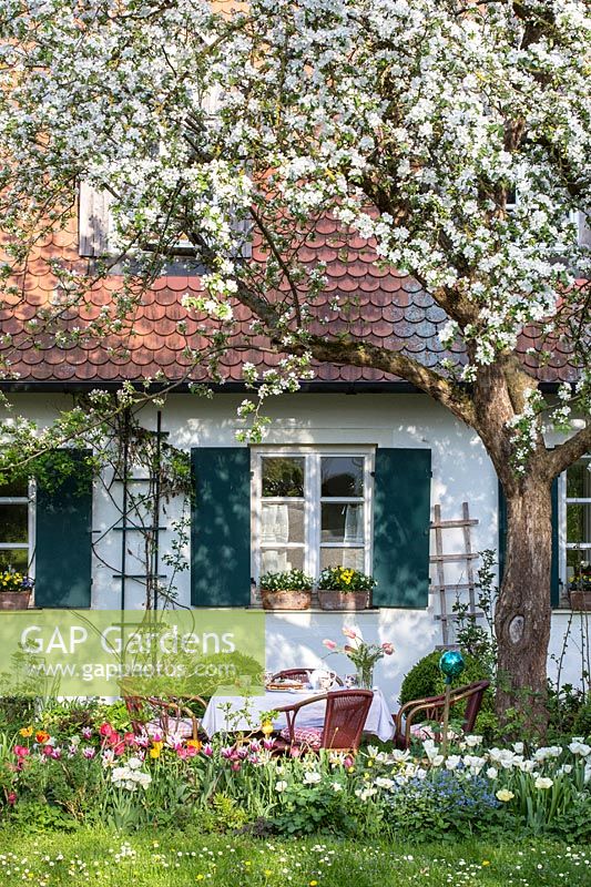 Jardin de cottage avec plantation mixte détendue de bulbes de printemps et pommier à fleurs de printemps