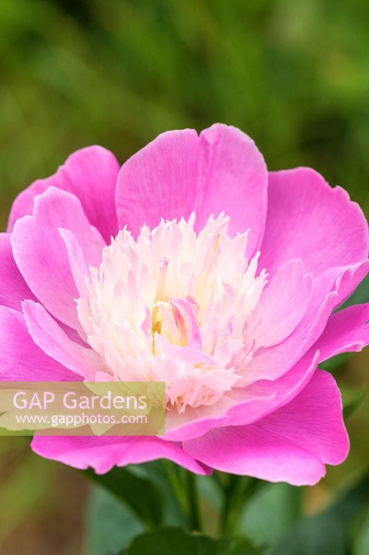 Paeonia 'Gay Paree'