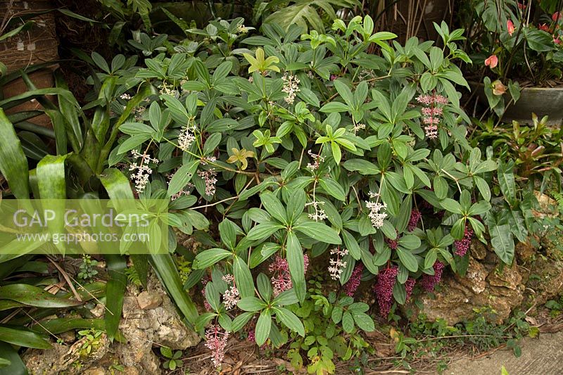 Medinilla magnifica dans Hunte's Garden, Barbade