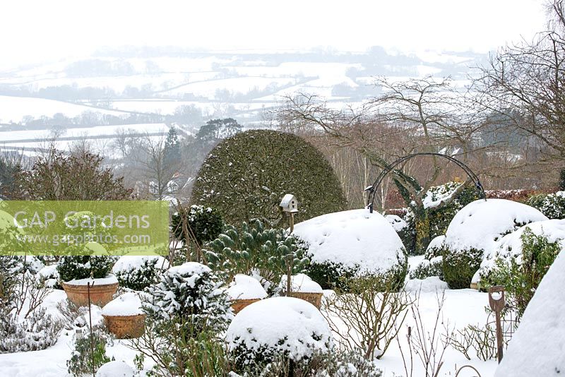 Conifères et plantes vivaces coupées comme l'if et l'euphorbe fournissant une structure en hiver, avec vue sur les collines blanches du Blackmore Vale