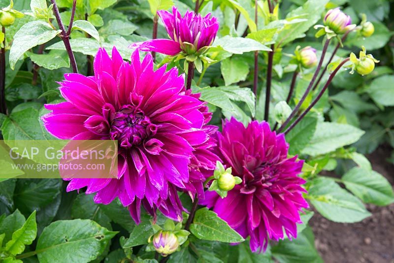 Dahlia 'Ambition'