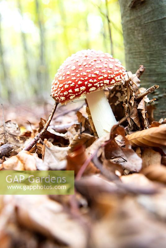 Amanita muscaria - Champignon Agaric Fly