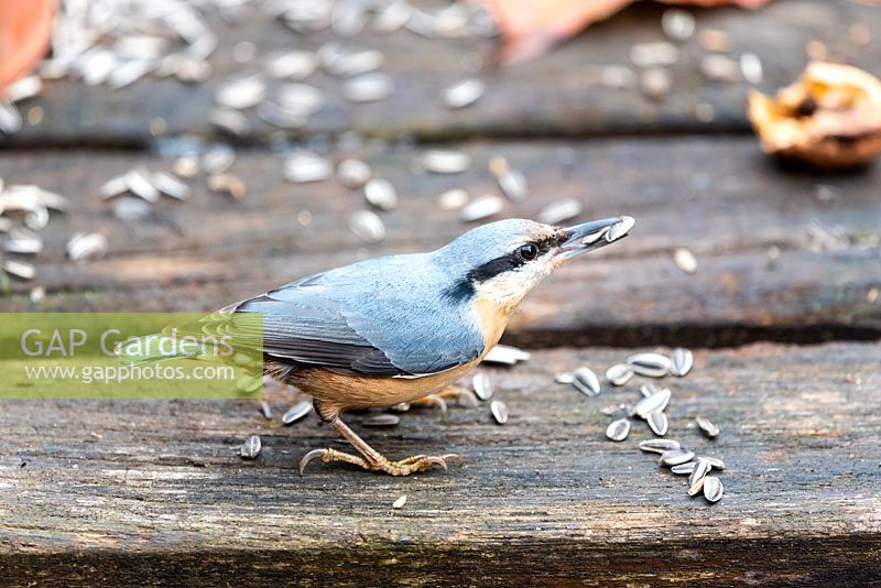 Sitta europaea - Sittelle sur table d'oiseaux en bois se nourrissant de graines.