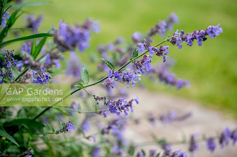 Nepeta x fassennii - Jardin Catmint