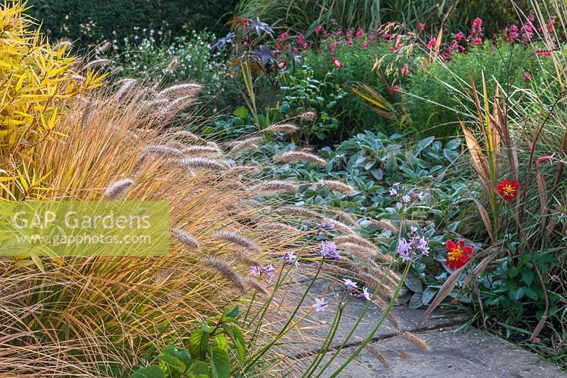 Pennisetum alopecuroides 'Cassian's Choice' fontaine chinoise