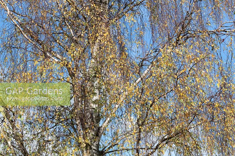 Betula pendula 'Laciniata' - bouleau suédois, Surrey