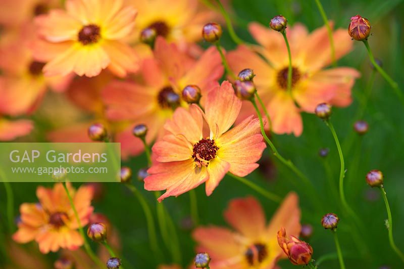 Coreopsis 'Mango Punch' - Graine de tique hybride