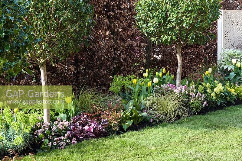 Plantation mixte de tulipes jaunes, Tiarella, Heuchera et Carex sous les arbres lolipop - The Yardley Flower Garden, Ascot Spring Garden Show, 2018.