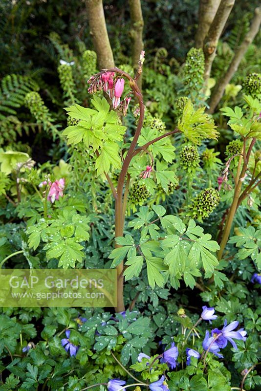 Lamprocapnos spectabilis - saignement cardiaque - et Anemone blanda - The Courtyard ', Ascot Spring Garden Show, 2018.